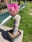 Preview: Echinocereus pectinatus violett/grün